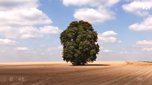 À chacun son arbre