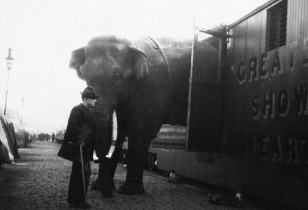 La tragique histoire de Fritz l'éléphant