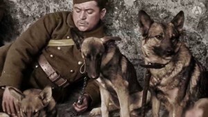 39-45, les animaux dans la guerre