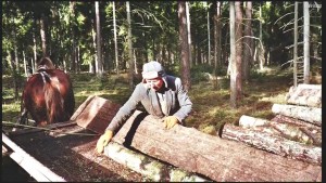 Dans la forêt de Borek