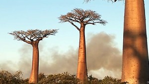 Temples de la nature