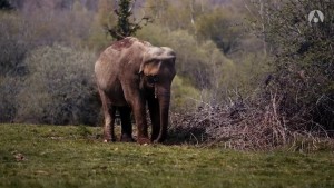 La tragique histoire de Fritz l'éléphant