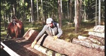 Dans la forêt de Borek