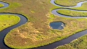 Okavango, le fleuve animal