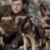 39-45, les animaux dans la guerre